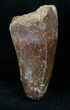 Large Cretaceous Fossil Crocodile Tooth - Morocco #13947-1